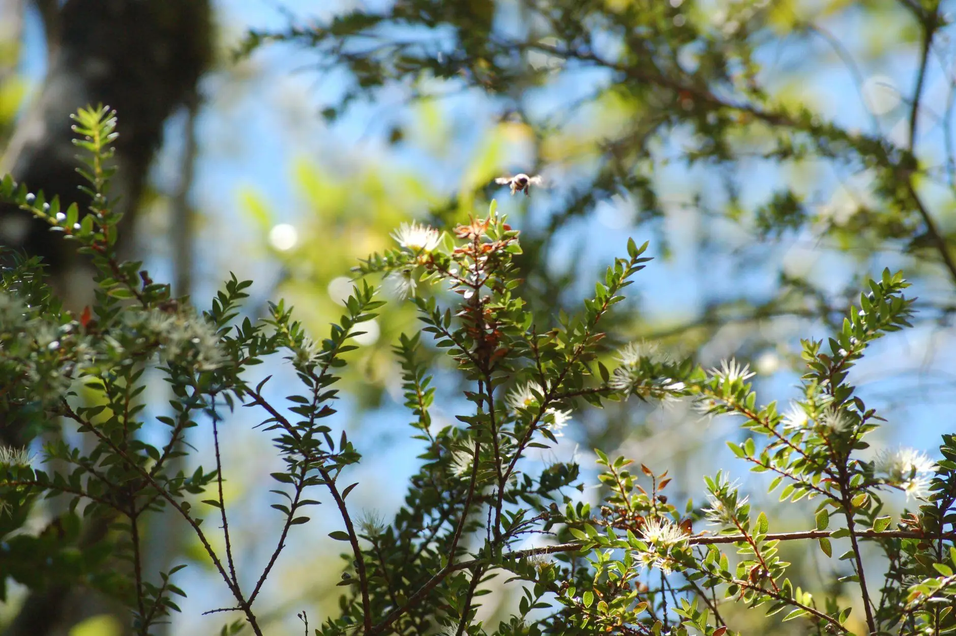 Flora Nativa